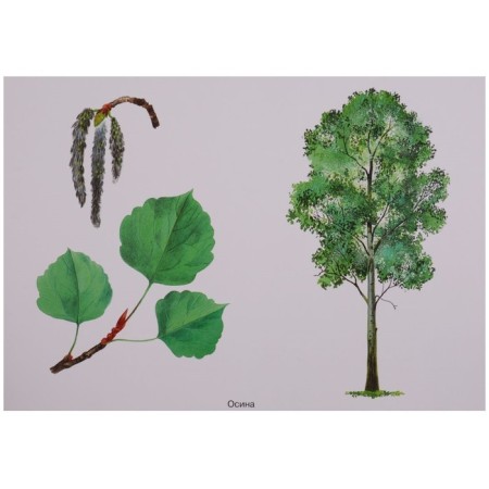 GEF. The world in pictures. Trees and leaves. Minisheva T.-4