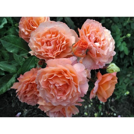 Seedling rose park "Belvedere", tube, 1 pc, spring 2025