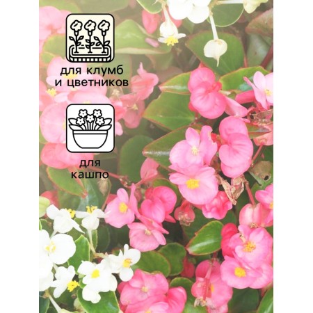 Begonia flowers eternal flowering "Senator F1", mixture, o, 10 pcs-2