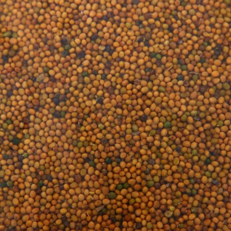 Seeds mustard, my choice, 3 kg-1