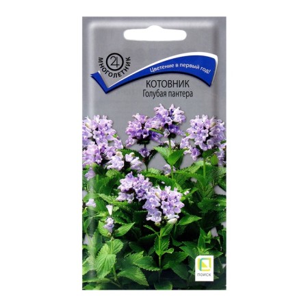 Flower seeds Kotovnik Blue Panther, 10pcs