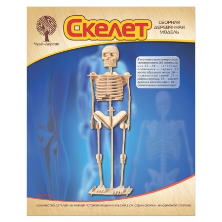 3D-model team wooden miracle-drive "Human Skeleton"-1