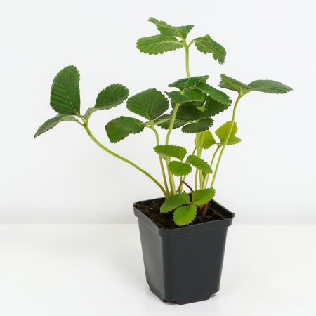Strawberry Gardenia Alba NF 311, P9 Pot, 1 pc, summer 2024-1