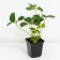 Strawberry Gardenia Alba NF 311, P9 Pot, 1 pc, summer 2024