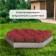 Galvanized flowerbed, d = 140 cm, h = 15 cm, Greengo