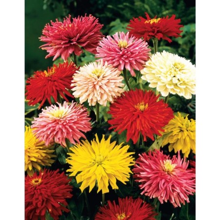 Tsinnia seeds "Cactus", a mixture of varieties