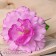 Artificial flowers "Sonata gloxinies" d-11 cm h20 cm, lilac