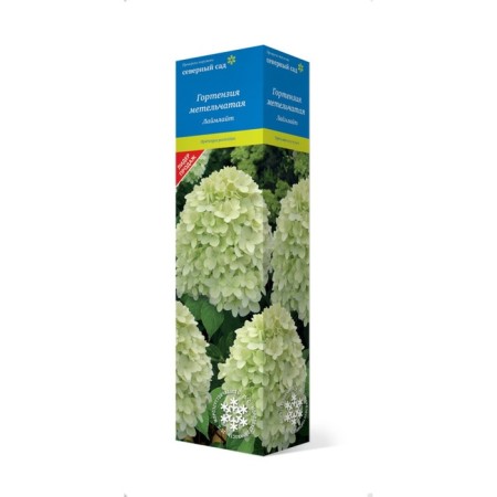 Smiring hydrangea (Northern Garden series) "Laimlight" 1 pc, tube, spring 2025