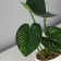 Bonsai in the pot "Philodendron Elite Elegan" 6x13 cm, green