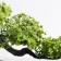 Bonsai in the pot "Delogs tree" 10.5x15 cm