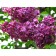 Ordinary Red Red Moscow, C3 Pot, H10-50 Height, 1 pc, Summer 2024