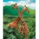 Diamond mosaic with partial filling on the subframe "Giraffes", 50 x 60 cm