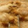 Chickens for chickens, 20 cells, tray, galvanized steel