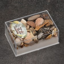 Ammonite set