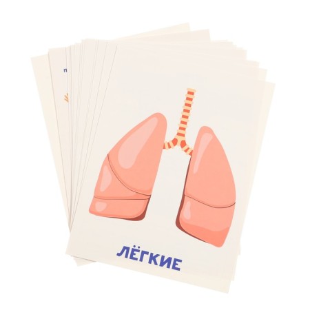 Training cards "Human Body"-3