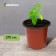 Pot for seedlings, 370 ml, d = 9.5 cm, h = 8 cm, terracotta, Greengo