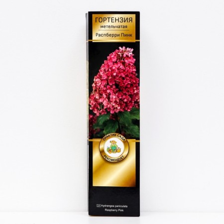 Hydrangea blizzard luxury "Rapberry Pink", 1 pc, tube, spring 2025