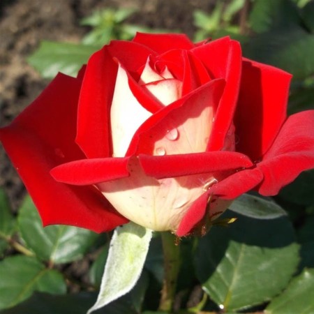 Seedling rose Alliance, Hybride tea, pot 2 l., Summer 2024