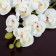 Artificial flowers "Royal orchid" 3.5x28 cm, white