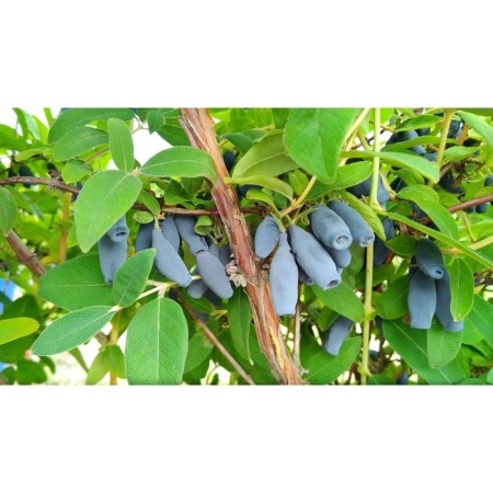 Honeysuckle edible Bakchar anniversary, C2 pot, H20-40 height, 1 pc, summer 2024