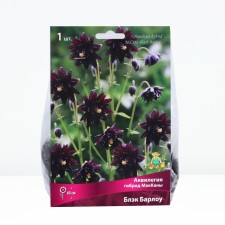 Aquilegia Hybrid Maccanes Barlow Black, Rr. I, 1 pc, Spring 2024