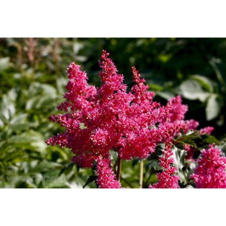 Astilba Chinese cardinal, C1.5 pot, H10-50 height, 1 pc, summer 2024