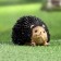 Garden figure "Hedgehog Tolstun" 15x10x8cm