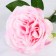 Artificial flower "Rosa Prima" 11x45 cm, pink