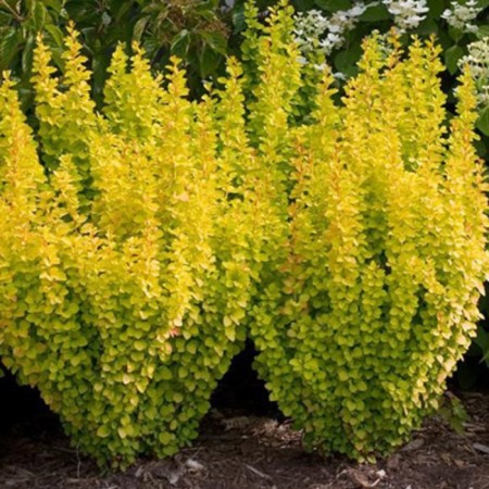 Barberis Tunberg "Golden Pilar", 1 pc, tube, spring 2025-2