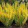 Barberis Tunberg "Golden Pilar", 1 pc, tube, spring 2025