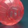 A ball for rodents 10 cm, red