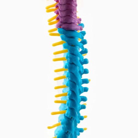 Layout "spine, pelvic bones" color 38cm-3