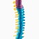 Layout "spine, pelvic bones" color 38cm
