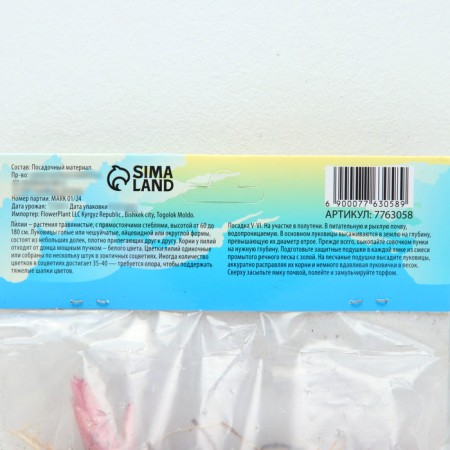 Lilia "Oriental Dizzi", rr 14/16, 2 pcs.-3