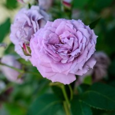 Seedling rose 
