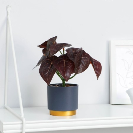 Bonsai in the pot "Alocasia Color" 7.5x15 cm