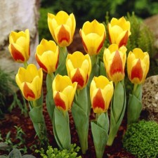 Tulip Kaifman Giuseppe Verdi, 10/11 rr, 10 pcs, 30 h (cm), autumn 2024