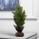 Figure LED "Pine" 32x15x15 cm, 10 LED, AG13X3 batteries (included), glow warm white
