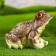 Garden figure "Eyewood Frog" 25x23x20cm