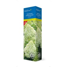 Small hydrangea (Northern Garden series) 