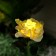 Garden lamp on the sunny battery "Rosa Yellow", 75 cm, 5 LED, glow white glow