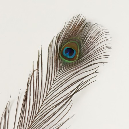 Decorative feather "Peacock" h = 90-100 cm-1