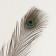 Decorative feather "Peacock" h = 90-100 cm