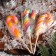 New Year. Caramel on the stick "cane mini", 15 g
