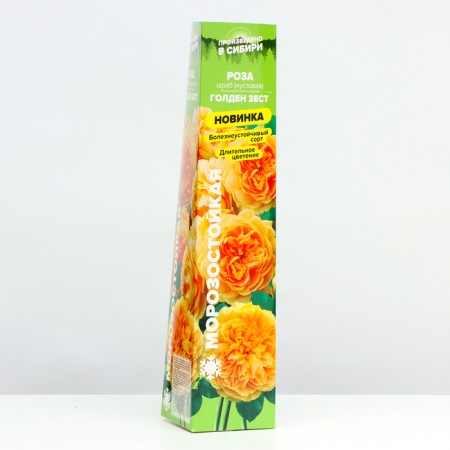 Sahenian Rosa Schrab (Kustovaya) Golden Zest, 1 pc, spring 2024-1