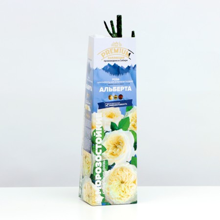 Alberta Rosa seedling, 1 pc, spring 2024-1