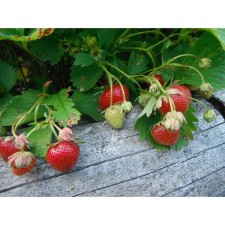 Strawberry Garden Fireworks, P9 pot, 1 pc, summer 2024