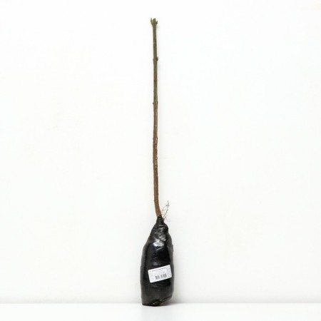 European birch bark "", 1 pc, tube, spring 2025-1