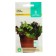 Seeds salad mixture of salads, 1 g