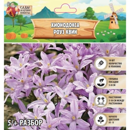 Hionodox Rose Quin, rr 5/+, 10 pcs, autumn 2024